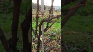 Potatura vite: metodo simonit&sirch