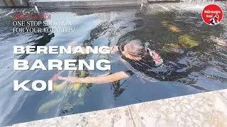 TANTE CEMPRENG NYEBUR KOLAM KOI 😁😁.. PERTAMA KALINYA SERU BANGET!!
