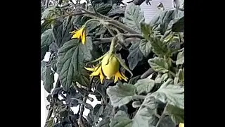 Tomato fruit time lapse
