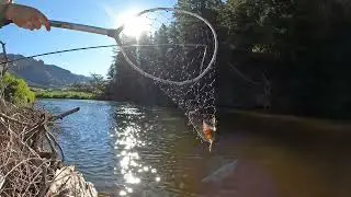Brown Trout in the Frying Pan River with the Spoon