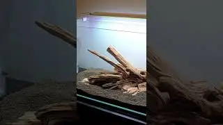 #aquascape #aquarium #uae #india