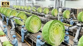 Inside the 100,000 LB Cabbage Factory — The World’s Fastest Vegetable Processing Line