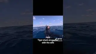 Dive Cave Tiger Shark encounter #tigershark #diving #divingadventure #queenslandshark #sunshinecoast