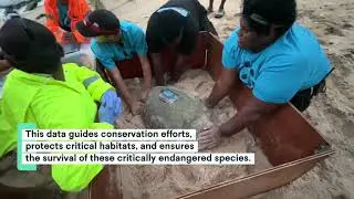 Tracking Hope Beneath the Waves: Satellite Tagging Fiji’s Hawksbill Turtles