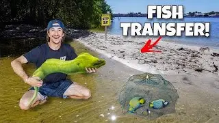 MORAY EEL Caught In FISH TRAP Gets New Aquarium!!