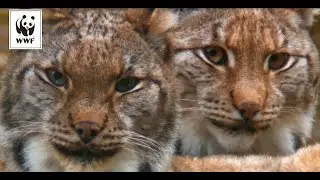 #NatureAlert - De Europese natuur is in gevaar!