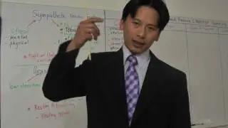 HBP 003- The Sympathetic Nervous System and High Blood Pressure
