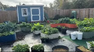 Into the garden I go: ￼end of the month garden tour #fallgarden 
