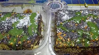 كنافه بصوص البستاشيو من حلويات سفرة رمضان 
