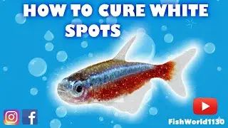Treatment of White spot on fish 🐟 #trending #treatment #treanding #whitespots #cure #fish #aquarium 
