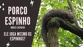 O porco espinho (Ouriço cacheiro) e seus espinhos