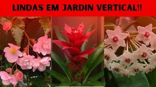 15 Plantas Perfeitas para Deixar seu Jardim Vertical Incrível!!