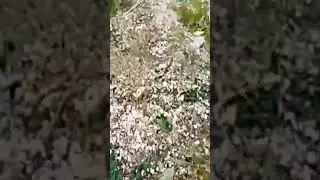 #hailstorm #heavyhailstorm #heavyrain #weather #hail Storm today #peshawar #hailstorm in Pakistan