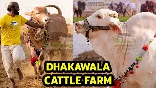 Dhakawala Cattle Farm 2019 Collection | Complete Documentary | Short Film on Beautiful Cows & Bulls