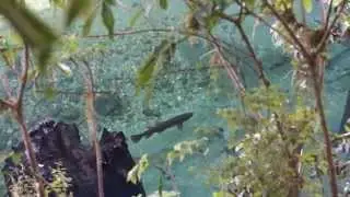 Brown Trout Stalking