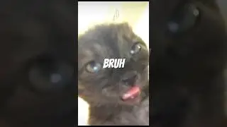 This Cat&rsquo;s Hilarious Antics Were Perfectly Caught on Camera! 🤣🐾 #animals #pets #funny #shorts