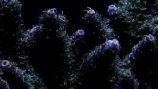 Orphek Atlantik V2 Night View Coral Fluorescent