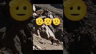 #viral short video lion hunting goats 🐐🐐 riverside desert thar short video in the river side 🦁🦁