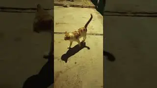 6082. #penguasa  #lembah #silver #ngamuk 🤣😻  #catlovers #streetcat #duniakucing #cutecat