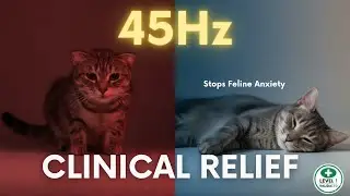 Calming Music for Cats | 2 Hours of Gentle, Feline-Friendly Sound