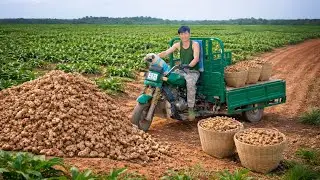 Harvest A Three-Wheeler Cart Of Ginger Sell At The Market &ndash;Farm Life Of A CEO After Leaving The City
