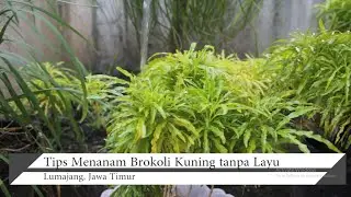 TIPS MENANAM BROKOLI KUNING TANPA LAYU