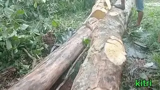 PENARIKAN KAYU CEMPEDAK KHUSUS ORDER KUSEN