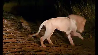 Olopi Male Lion found badly injured | Grandson of Legendary Notch | 2 December 2025