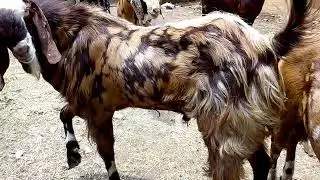 Bakri Eid special