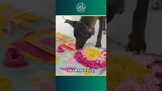 Избавьтесь от скуки у щенка! Веселые игры с ковриком для поиска лакомств с участием Танка #собачь...
