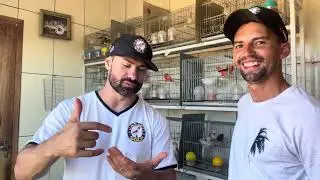 FUI LÁ NO CANARIL DO PEDRO VER COMO ESTÃO OS CANÁRIOS!