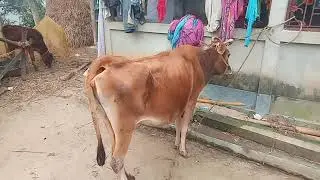 Silent breeding in Cow or Heifer/best time for artificial insemination in cattle/standing heat