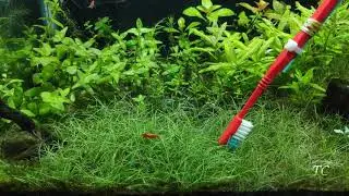 Cleaning Dwarf hairgrass
