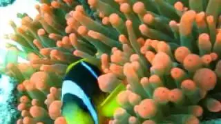 Poisson clown