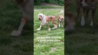 Liger in the wild