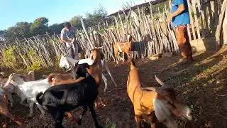 capando os bodes!🌵(parte1)