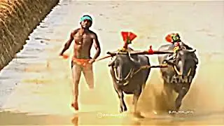 💛 iruvail panila ( iruvail kaale + venoor kaati ) 💛