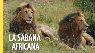 Mundo Salvaje: La Gran Sabana Africana | Leones, Elefantes y Vida Salvaje | Episodio Completo