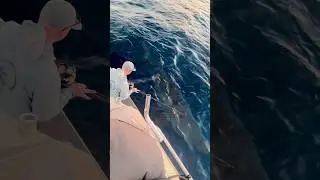 The Largest Shark I've Ever Seen! 🦈 #fishing #shark 🎥IG:@portstephensfishing
