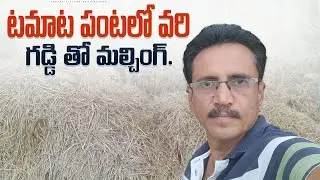 Natural Mulching With Rice Straw | Grass Mulching | వరి గడ్డి తో  మల్చింగ్.