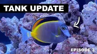 What Happened to our Tank? Reefer 350