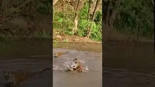 A monkey is teasing tigers.