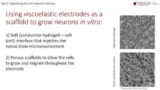Tunable hydrogel scaffolds to support 3D neuronal networks