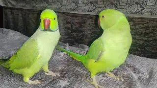Talking Parrot Mitthuwa Ka Baby Parrot Bahut Chilla Raha hai 🐥