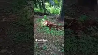 #funny chicken#subscribe my channel 1K reach like and comment