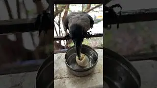 Crow Eating Egg Everyday 🐦😂#shorts #help #humanity #birds