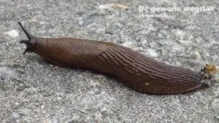 Een gewone wegslak (Arion rufus) kruipt voorbij