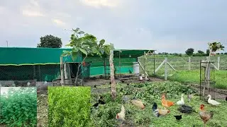Multicut Grass for Free Range Poultry