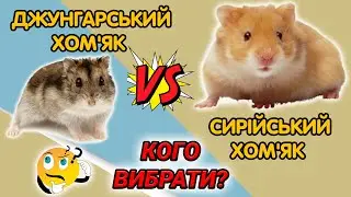 Сирійський хом'як чи джунгарський – який краще? Якого хом'яка вибрати