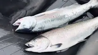 Nootka Sound Fishing 2025 - Critter Cove